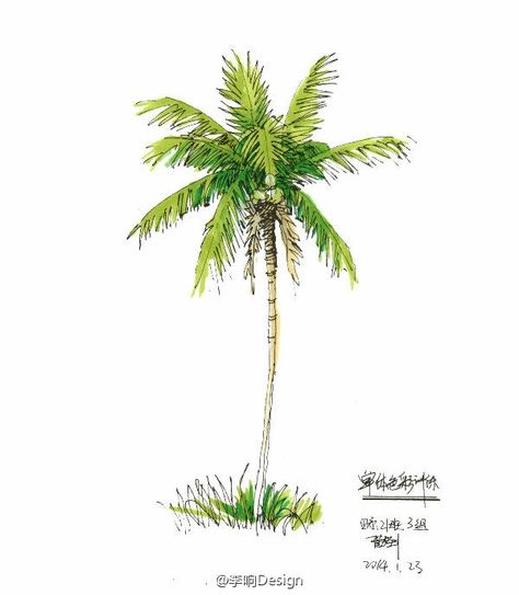 Coconut Tree Watercolor, Sketching Nature, Florida Painting, Draw Plants, Fruits Painting, Tropical Painting, Palm Tree Art, Retreat House, Call Art