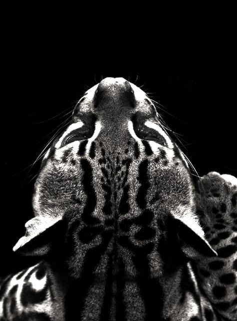 Regard Animal, Regnul Animal, Wild Animals Pictures, Soyut Sanat Tabloları, Foto Art, Animal Wallpaper, Doberman, Black Wallpaper, 귀여운 동물