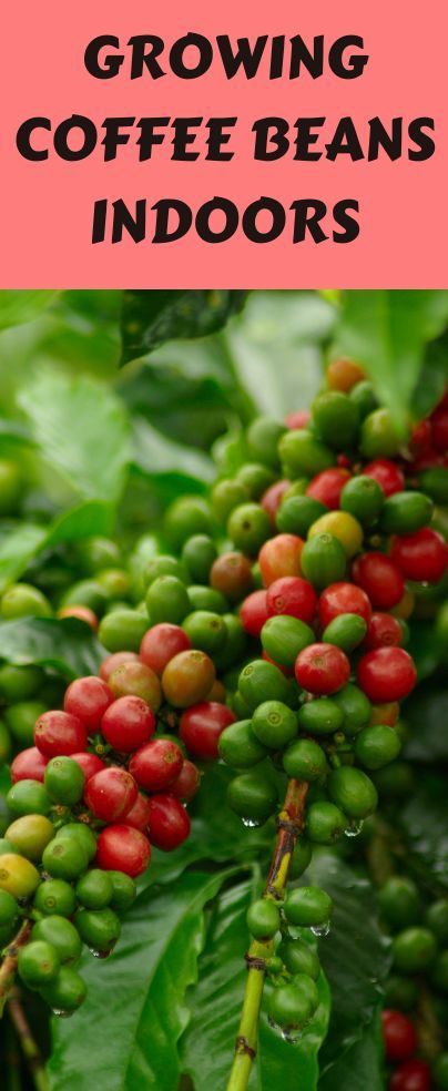 Growing coffee beans indoors can be a fun experience. If you are a coffee lover, you should try to plant coffee in your home and get access to unlimited fresh coffee beans throughout the year. Growing Coffee, Seed Starter Kit, Garden Companion Planting, Environmentally Friendly Living, Fresh Coffee Beans, Seed Starter, Vegetable Garden Design, Food Garden, Garden Tips