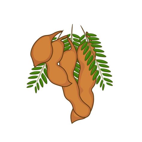 Tamarind Fruit, Fruit Cartoon, Illustration Logo, Cartoon Illustration, Vector Art, Vector Free, Royalty Free, Clip Art, Fruit