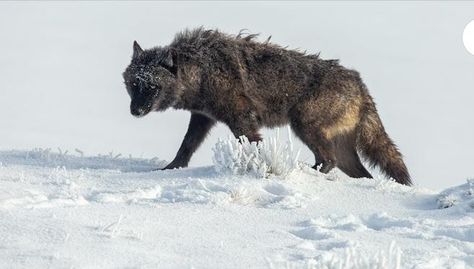 Yellowstone Wolves, Instagram Site, Forest Service, Endangered Species, Yellowstone National, Yellowstone National Park, Wild Horses, Wild Animals, Wolves