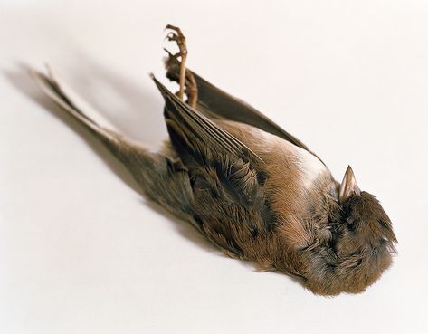 a dead bird named milkweed by milkweedmouth, via Flickr Dead Bird, Donna Tartt, Secrets Of The Universe, Sansa Stark, Goldfinch, The Secret History, Life Is Strange, Memento Mori, Taxidermy