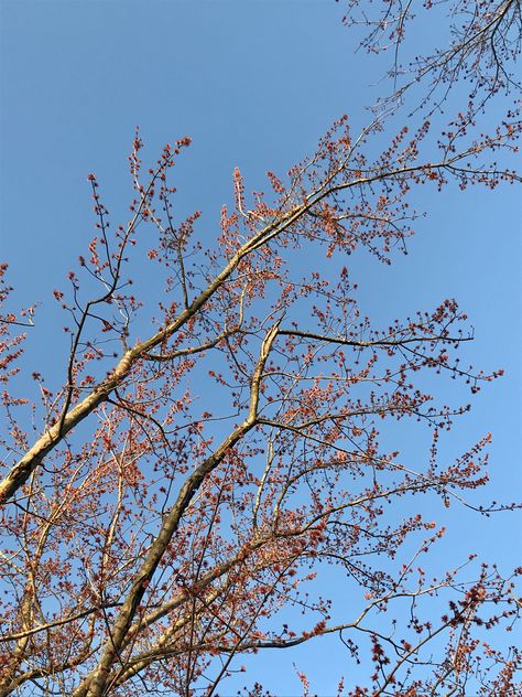 Tree Buds Spring, Tree Buds, Red Bud, Spring Boards, Spring Tree, Red Tree, Tree Tops, Blue Sky, Red And Blue