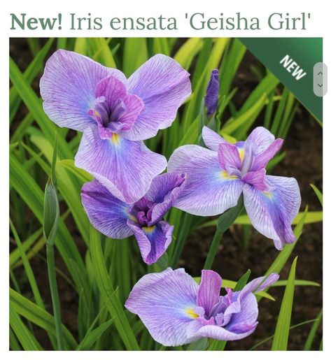 Zone 7 Perennials, Iris Ensata, Special Plants, Deer Resistant Garden, Japanese Iris, Asclepias Tuberosa, White Flower Farm, Zone 7, Asiatic Lilies