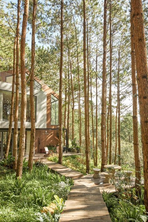 Inside the dream-like retreat hidden in the pine forest of Dalat, Vietnam Dalat Vietnam, Modern Castle, Circular Stairs, Hidden House, Forest Plants, Two Storey House, French Colonial, Glass Roof, Closer To Nature