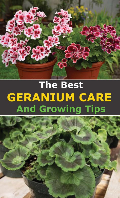 Growing Geraniums, Geranium Care, Geraniums Garden, Potted Geraniums, Geranium Plant, Container Gardening Flowers, Growing Tips, Garden Help, Garden Containers