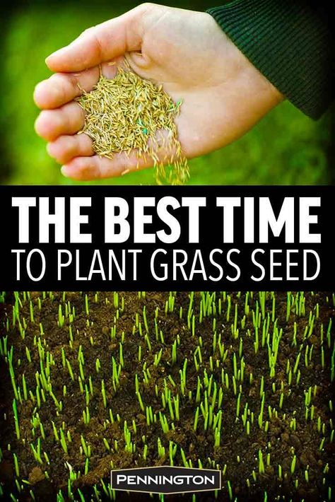 How To Get Grass To Grow, When To Plant Grass Seed, Best Grass Seed Lawn, Growing Cherries, Grow Grass Fast, Bermuda Grass Seed, Growing Grass From Seed, Grass Seed Types, Planting Grass Seed