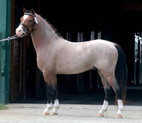 Bay Roan Welsh Mountain Pony Stallion, Cherubs Casanova - 11.3hh Welsh Pony And Cob, Connemara Pony, Ponies For Sale, Horse Markings, Horse Coat Colors, Pony Breeds, Welsh Pony, Horse Inspiration, Pony Horse