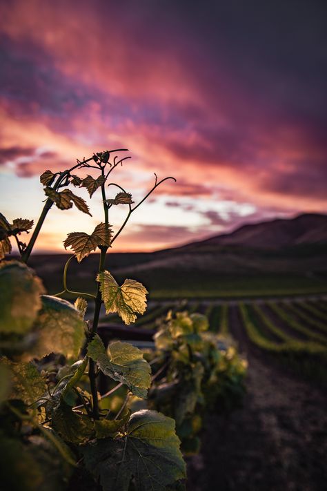 Green Plant during Sunset Â· Free Stock Photo, #Sunset, #Plant, #Stock, #Photo, #Green Vineyard Photography, Free Nature, Sunflower Photo, Animated Love Images, Photography Wallpaper, Illustration Artwork, Nature Images, Painting Photos, Landscape Photos