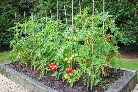 12 Fast Maturing Tomato Varieties For Short-Season Growers Tomato Stakes, Tomato Support, Types Of Tomatoes, Tomato Seedlings, Grow Tomatoes, Growing Vines, Plant Help, Better Homes And Garden, Growing Tomatoes