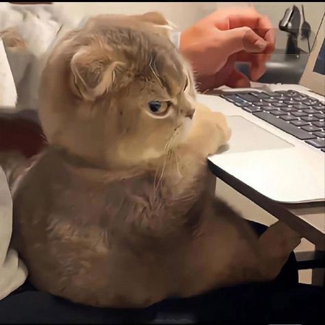 Funny Looking Cats, Flipagram Instagram, Cat Images, Top Cat, Angry Cat, Silly Cats Pictures, Cute Cats Photos, Adorable Cats, Pretty Animals