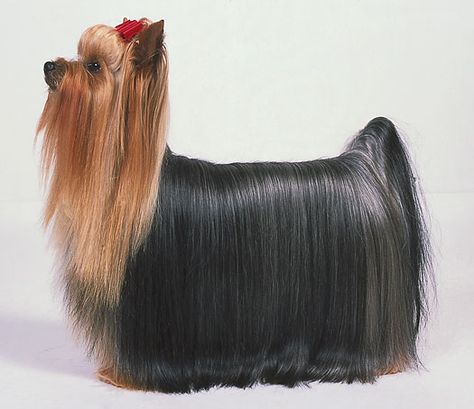 Ready for the show ring! #yorkshireterrier Yorkie Long Hair, Yorkie Haircuts, Akc Breeds, Yorkie Moms, Yorkie Terrier, Grooming Style, Yorkie Lovers, Silky Terrier, Terrier Breeds