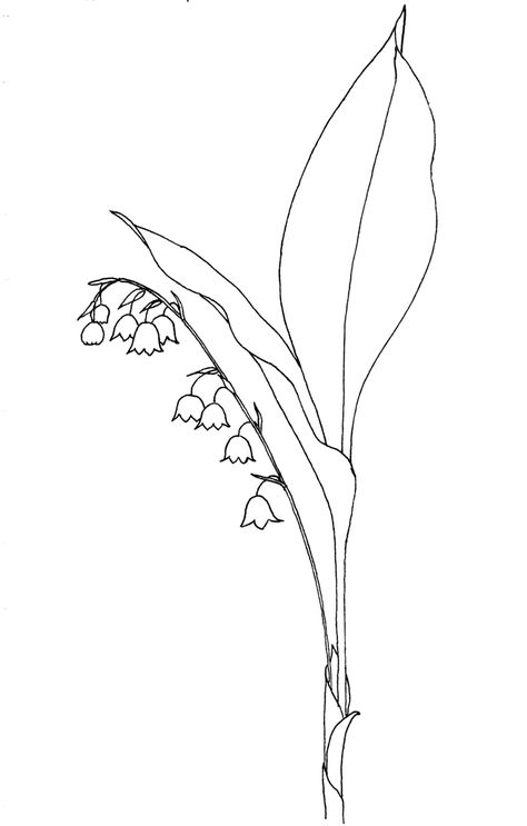 Convallaria majalis - lily of the valley, Pendrawing on paper by Elly Waterman Duin en Kruidberg, The Netherlands, May 21, 1978 Crystals Art Drawing, Lily Of The Valley Tattoo, Convallaria Majalis, Valley Tattoo, Painted Window Art, Tattoo Simple, Bff Tattoos, Botanical Tattoo, Lion Tattoo