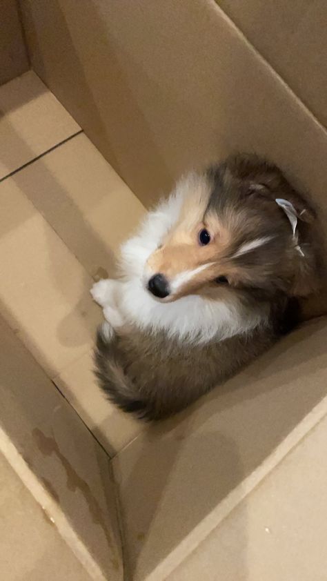 Sheltie Puppy, Big Dog Breeds, Sheltie Dogs, Collie Puppies, Rough Collie, Puppies And Kitties, Silly Cats Pictures, Pretty Dogs, Collie Dog