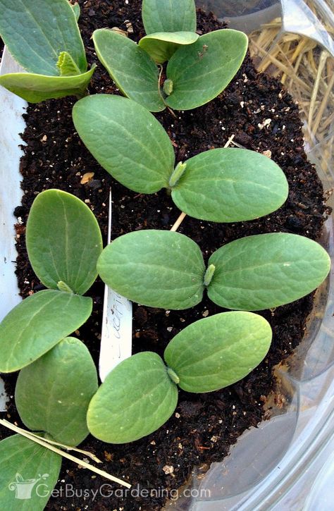 Spring weather is unpredictable. Knowing when to transplant seedlings into the garden will help you be a successful gardener. When To Transplant Seedlings, Cucumber Seedlings, Greenhouse Gardening, Spring Weather, Food Garden, Propagating Plants, Veggie Garden, Gardening For Beginners, Growing Vegetables