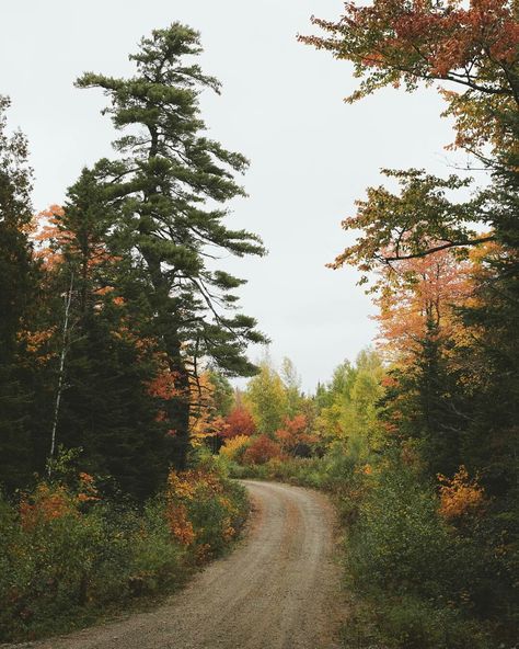 Indie Folk Aesthetic, Folk Aesthetic, The Paper Kites, Folk Punk, Folk Rock, Fallen Leaves, Forest Nature, Halloween Vibes, Willow Tree