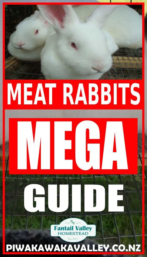 Raising rabbits for meat in your backyard can be a great source of meat to help feed your family. In this article we explore everything you need to know to successfully raise meat rabbits in your yard. Raising Meat Rabbits In A Colony, Raising Meat Rabbits, Meat Rabbits Breeds, Rabbits For Meat, Rabbit Farming, Rabbit Recipes, Rabbit Information, Raising Rabbits For Meat, Rabbit Diy