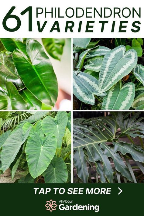 Some philodendron are more expensive and considered rare, while others are more common, but just as beautiful. In this article, we look at our favorite philodendron varieties, with names and pictures of each! Philodendron Varieties, Philodendron Care, Common House Plants, Indoor Tropical Plants, Types Of Houseplants, Fall Gardening, Fall Planting, Garden Tattoo, Tropical House Plants