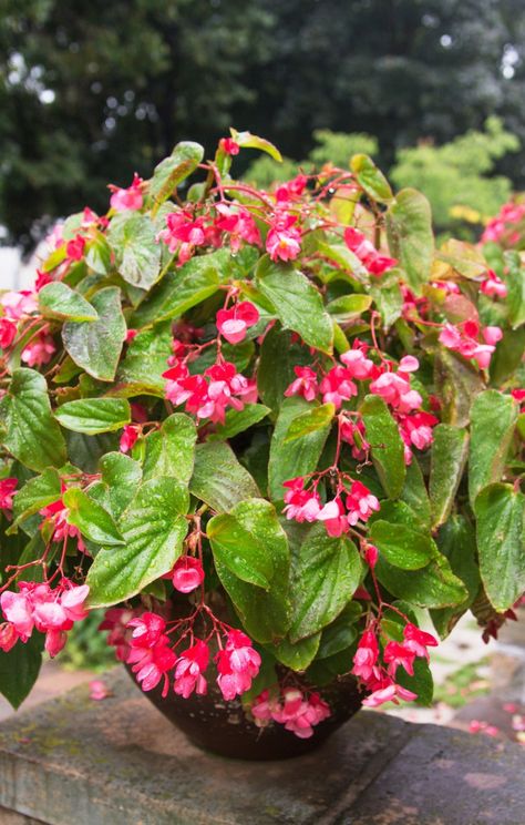 dragon wing begonia plant Peacock Begonia, Dragon Wing Begonia, Begonia Dragon, Hanging Flowering Plants, Begonia Plant, Licorice Plant, Organic Fungicide, Cherry Tomato Plant, Hanging Plants Outdoor