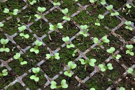 Grow Kale, When To Plant Seeds, Growing Kale, Seedlings Indoors, Succession Planting, Market Garden, Plant Science, Leafy Greens, Planting Seeds