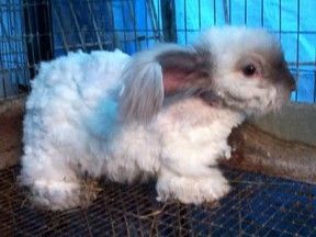 Farm Rabbits, Angora Bunnies, Rabbit Grooming, English Angora Rabbit, Bunny Care Tips, Angora Bunny, English Angora, Homesteading Animals, Raising Rabbits