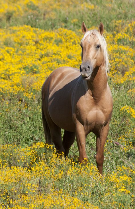 . Buttercup Field, Yellow Horse, Wild Horses Photography, Palomino Horse, Horse Wallpaper, Most Beautiful Horses, Most Beautiful Animals, Majestic Horse, Horse World