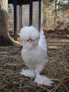 All Quiet on the MidWestern Front: Chicken Coops for the Soul..... i want a silkie! Sultan Chicken, Fluffy Chickens, Bantam Chicken, Polish Chicken, Fluffy Chicken, Chicken Pictures, Fancy Chickens, Silkie Chickens, Beautiful Chickens