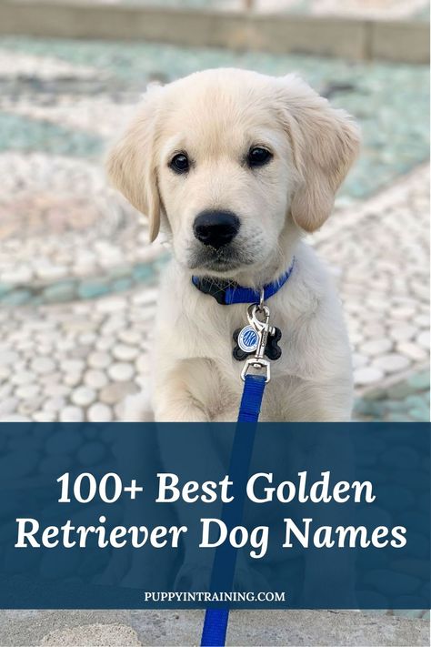 100+ Best Golden Retriever Dog Names - English Cream Golden Retriever puppy sitting on pebbled concrete Golden Retriever Puppy Names, Golden Retriever Dog Names, Puppy Names Unique, Puppies Names Female, Golden Retriever Girl, Male Dog Names, Unique Dog Names, Names Male, Boy Dog Names