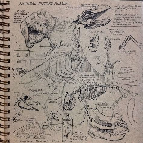 Sketches Skeleton, Friends 90s, Drawings Of Animals, Dino Drawing, Animal Studies, Dinosaur Sketch, Dinosaur Drawing, Dinosaur Illustration, M Instagram