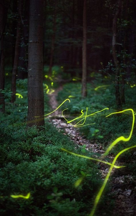 Fireflies in the Woods ||| Long Exposure Photography Shots and Lightpainting Slow Shutter Speed, Slow Shutter, Long Exposure Photography, Light Trails, Exposure Photography, Foto Tips, Tampa Florida, Long Exposure, Pics Art