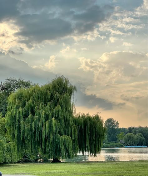 Weeping Willow Landscape, Willow Tree Landscape, Willow Aesthetic, Decor Marin, Weeping Willow Tree, Weeping Willow, Pretty Landscapes, Willow Tree, Nature Aesthetic