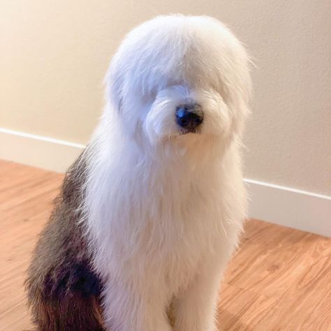 14 Curly Facts About Old English Sheepdogs Sheepdog Breeds, Old English Sheepdog Puppy, Sheepadoodle Puppy, English Dogs, English Shepherd, English Sheepdog, Old English Sheepdog, Different Dogs, Like Animals