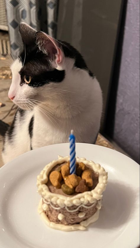 Birthday Ideas For Cats, Cat Birthday Ideas For Cats, Birthday Party For A Cat, Hbd Cat, Cat Birthday Aesthetic, Cat Birthday Ideas, Birthday For Cat Pets, Cats First Birthday, Cake For Cats