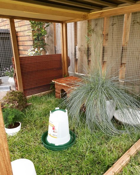 Pheasant Aviary Ideas, Quail Habitat Diy, Quail Aviary With Plants Diy, Natural Quail Habitat, Quail Aviary Ideas, Diy Quail Coop, Quail Aviary, Quail Habitat, Quail Pen