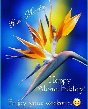 Hawaiian Quotes, Happy Aloha Friday, Friday Images, Happy Day Quotes, Aloha Vibes, Aloha Friday, Enjoy Your Weekend, Fun Signs, Its Friday Quotes