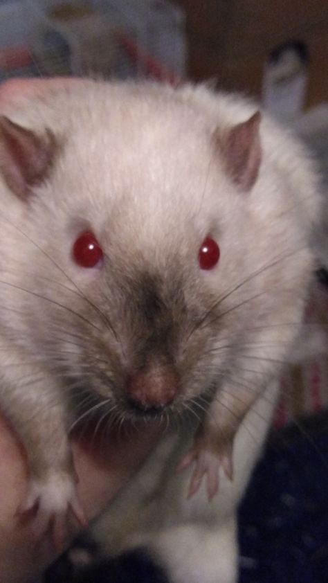 Rat With Red Eyes, Pet Rodents, A Beautiful Soul, Cute Rats, Love To Meet, Rodents, Red Eyes, Beautiful Soul, Creature Design