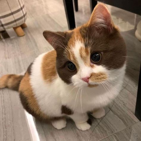 Shorthair British Cat, Cute British Shorthair Cat, Short Hair Cats Breeds, Calico British Shorthair, Pretty Cat Breeds, British Short Haired Cat, Brown British Shorthair, Cat Short Hair, Cute British Shorthair