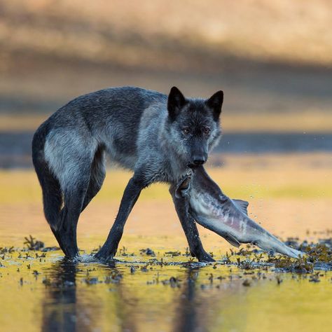 wolfsheart-blog:“Sea Wolf by Ian McAllister” Wolves Photography, No One Is Listening, Mexican Gray Wolf, Wolf Poses, Wolf Photography, Malinois Dog, Scary Dogs, African Wild Dog, Wolf Photos