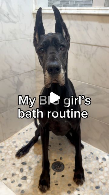 @thegoodhypeofficial on Instagram: "Do you think Maleficent enjoyed it? 🧼🐾🖤

•

#greatdane #greatdanesofinstagram #dogsofinstagram #thegoodhype #dogbath #dogbathroutine #asmr" Dog Shower Routine, Dog Bath Routine, Dog Massage, Bath Routine, Scary Dogs, Giant Dogs, Dog Shower, Dog Bath, Shower Routine