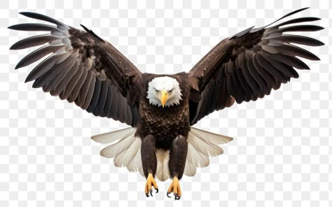 Golden Eagle Tattoo, Eagle Reference, Eagle And Wolf, Eagle Flight, Eagles Flying, Eagle Image, Bald Eagle Flying, Eagle Photo, Korthals Griffon