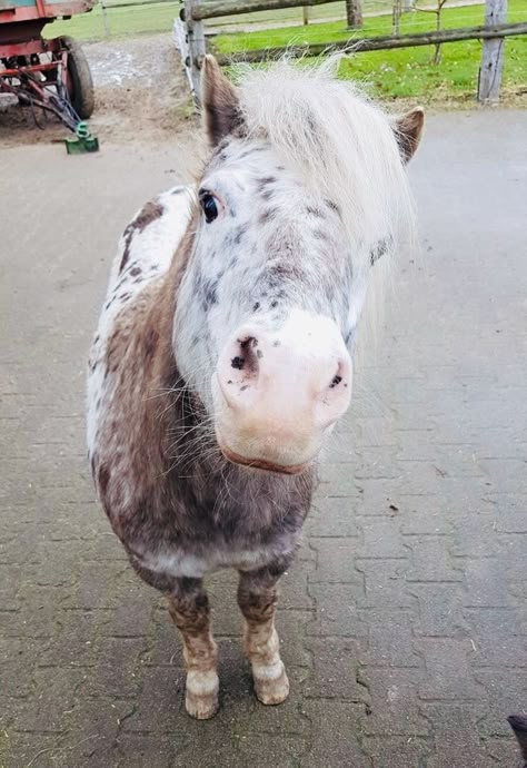 Shetland Pony Aesthetic, Shetty Pony, Mini Shetland Pony, Mini Shetland, Luxury Horse Barns, Horses To Draw, Mini Ponies, Horses Aesthetic, Dapple Grey Horses