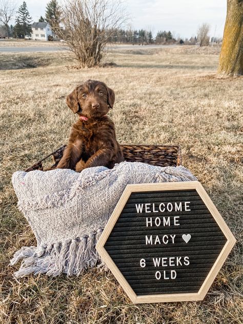 Dog Announcement Photos, New Puppy Pictures, First Dog, Second Dog Announcement, Puppy Reveal Ideas, Puppy Growth Pictures Ideas, Puppy Picture Ideas Photography, New Puppy Pictures Ideas, Welcome Home Puppy