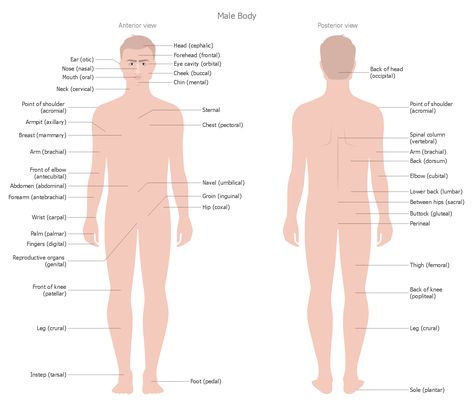 Human Anatomy — Male Body  This sample represents the interior and exterior views of the #male #body, contains the names of each part of the body. Body Parts Name, Body Organs Diagram, Anatomy Male, Body Name, Integumentary System, Peripheral Nervous System, Sensory System, Man Anatomy, Human Body Parts