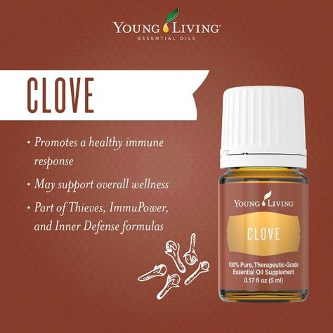 Clove Essential Oil from Young Living Clove Benefits, Young Living Clove, Clove Essential Oil, Yl Oils, Yl Essential Oils, Clove Oil, Living Essentials Oils, Young Living Oils, Orange Essential Oil