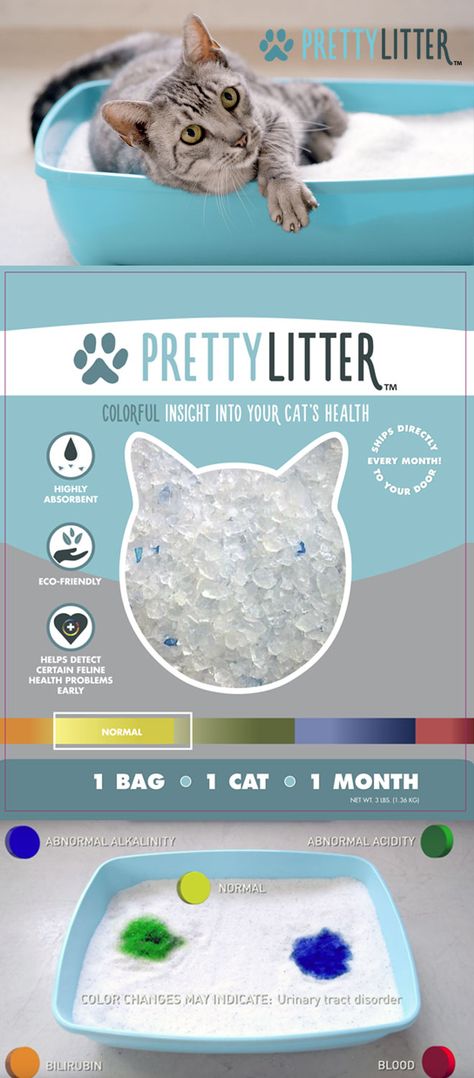 Kitty Care, Pretty Litter, Cats Pretty, Boo Radley, Cat Toilet Training, Cats Stuff, Kitty Litter, Cats Diy Projects, Cat Toilet