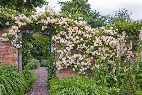 Plants Brick Wall, When To Plant Roses, Wedding In Garden, Climber Plants, Pruning Roses, Fragrant Roses, Cottage Garden Plants, Fragrant Plant, Types Of Roses