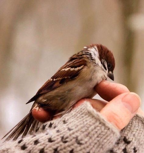 Carlos Castaneda, + Core + Aesthetic, Cozy Place, Little Birds, Song Bird, Pics Art, Little Bird, 귀여운 동물, Beautiful Birds