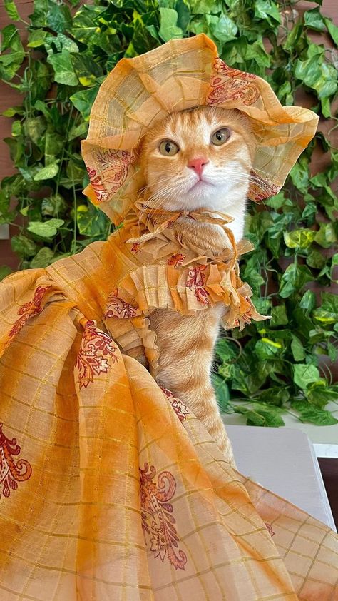 Cats Dressed Up, Cats In Outfits, Cat With Clothes, Cat In Dress, Cats In Clothes, Animals In Clothes, Unusual Animal Friendships, Kiki Dress, Cat Outfit