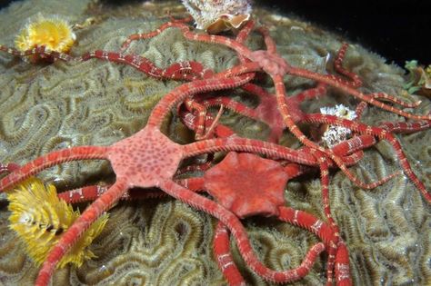 Brittle Star, Brain Coral, Sea Cucumber, Habitat Destruction, Monterey Bay Aquarium, Star Ocean, Ocean Conservation, Sea Star, Ocean Creatures