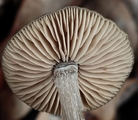 Mushroom Pictures, Food Art Photography, Meaningful Beauty, Painted Hats, Painting Tattoo, Beauty And Health, Popsugar Beauty, Beauty Natural, Holistic Beauty